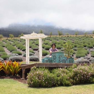 Lick My Spoon | Maui Edition: Ali’i Kula Lavender Farm